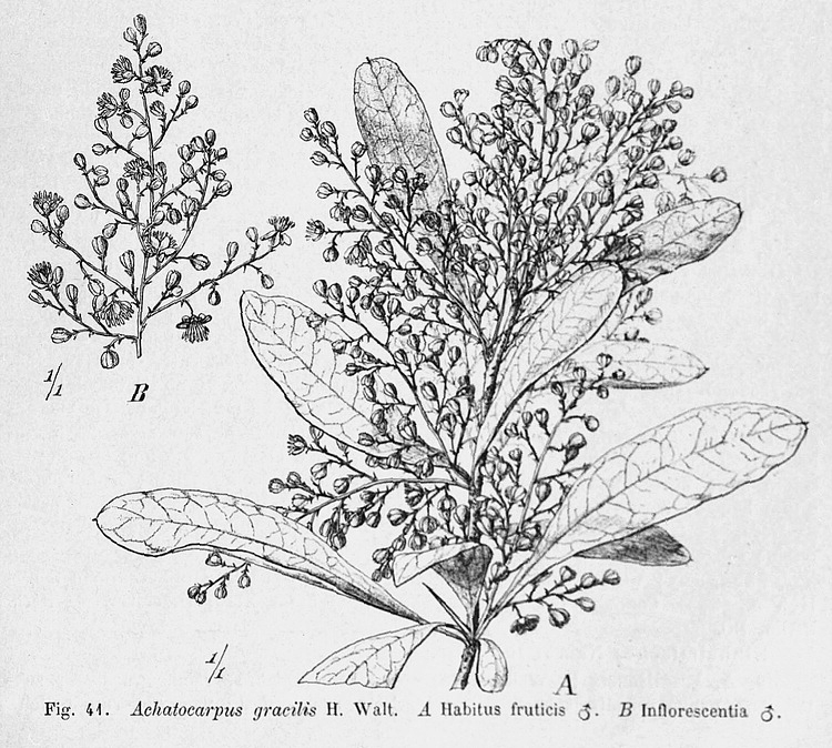 Angiosperm families - Achatocarpaceae Heimerl.