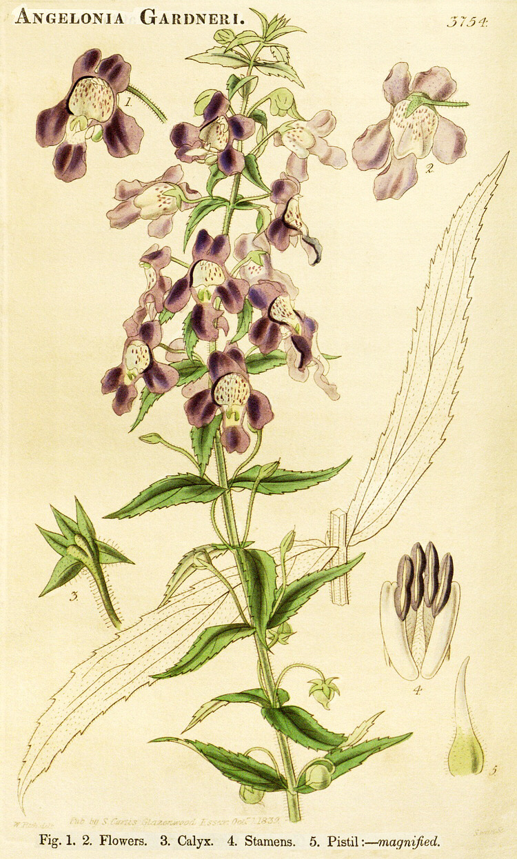 Angiosperm families - Scrophulariaceae Juss.