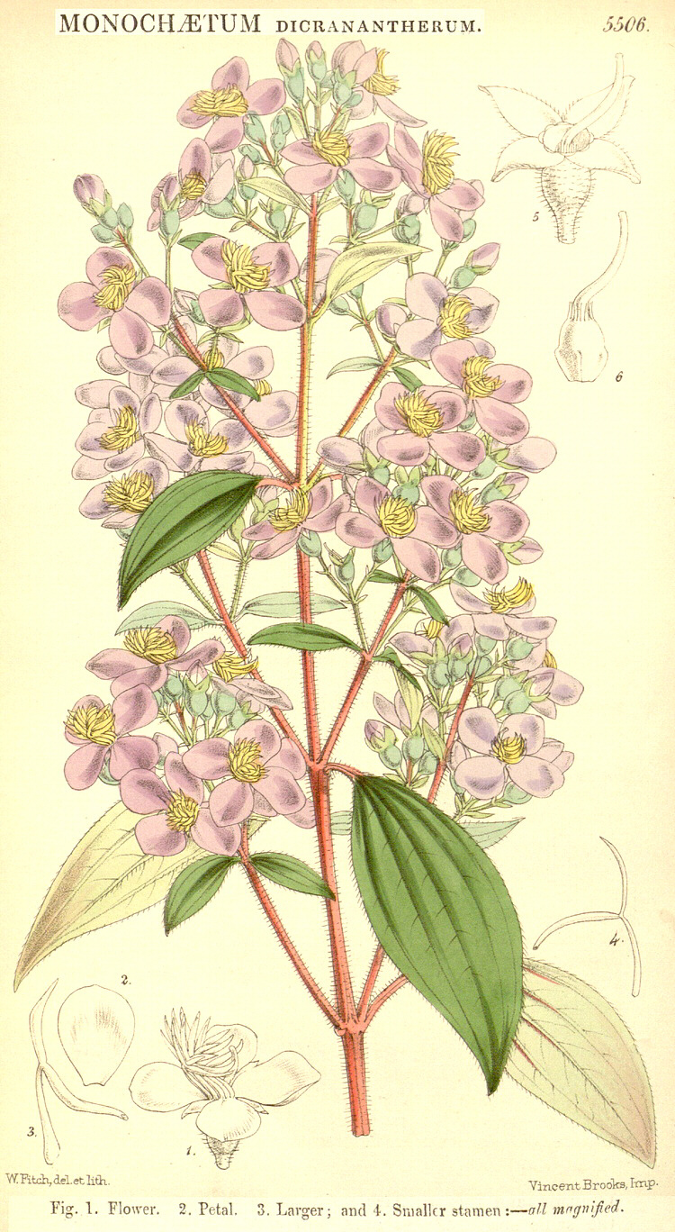 Angiosperm families - Melastomataceae Juss.