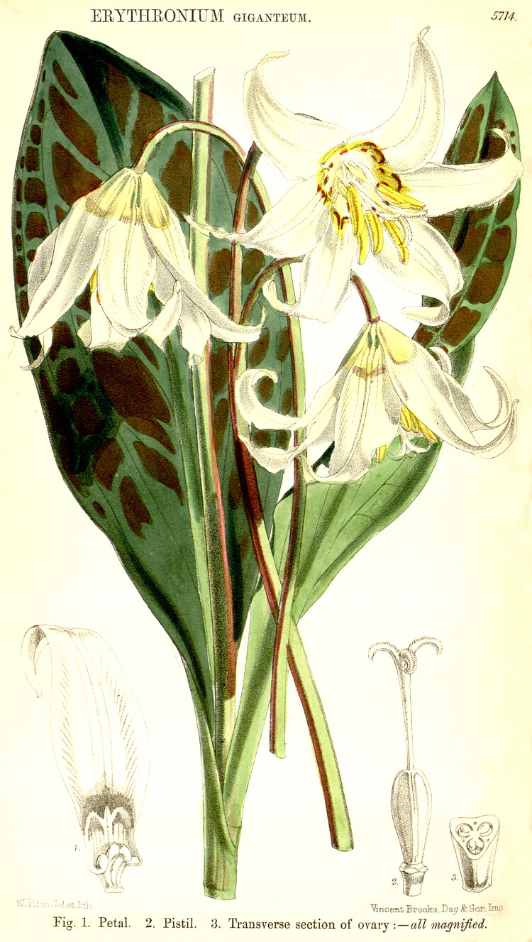 Angiosperm families - Liliaceae Juss.