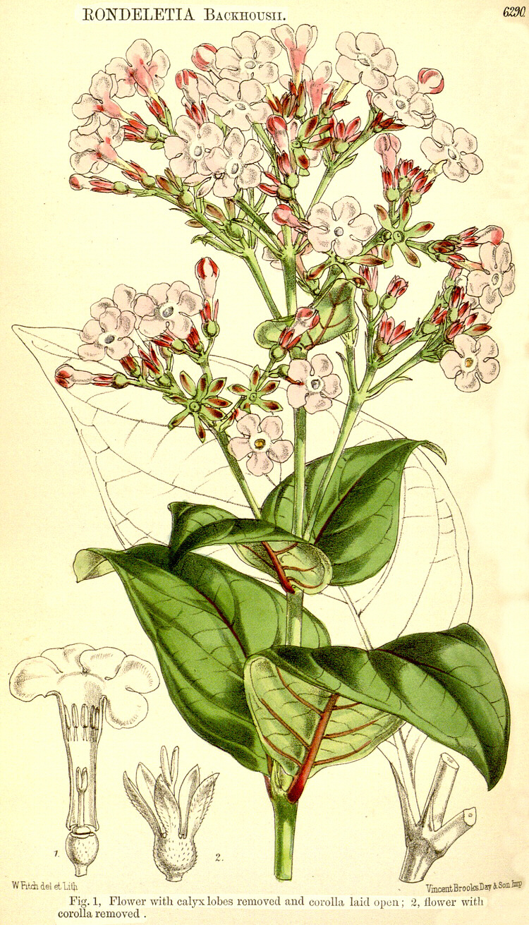 Angiosperm families - Rubiaceae Juss.