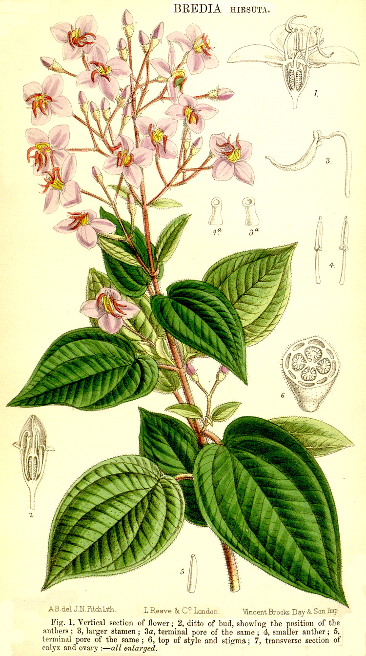 Angiosperm families - Melastomataceae Juss.