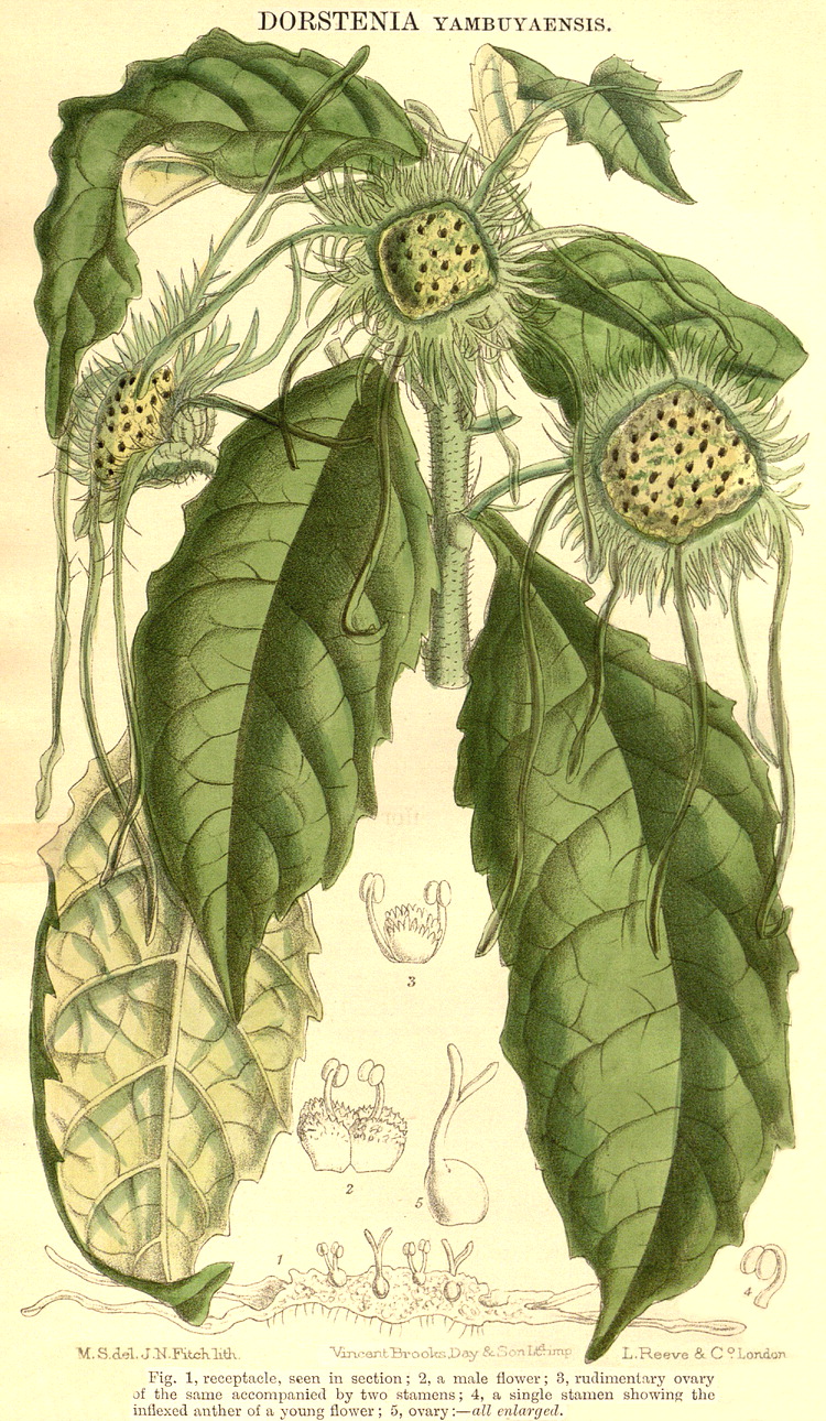 Angiosperm families - Moraceae Link