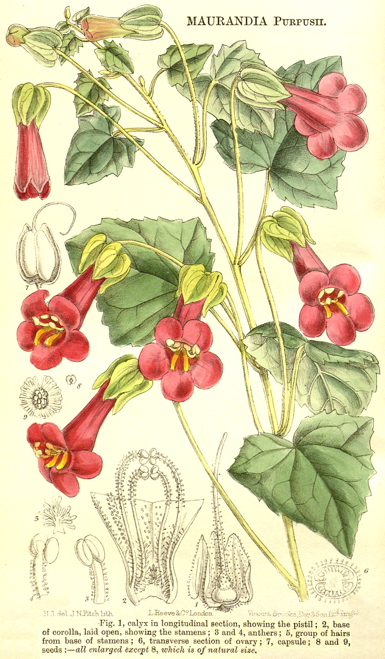 Angiosperm families - Scrophulariaceae Juss.