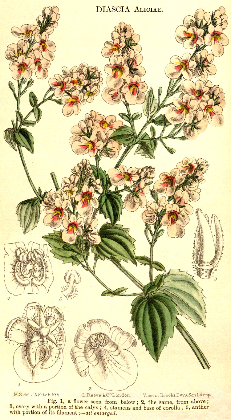 Angiosperm families - Scrophulariaceae Juss.