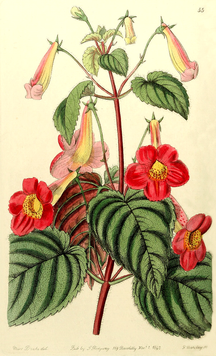 Angiosperm families - Gesneriaceae Dum.