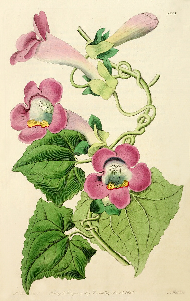 Angiosperm families - Scrophulariaceae Juss.