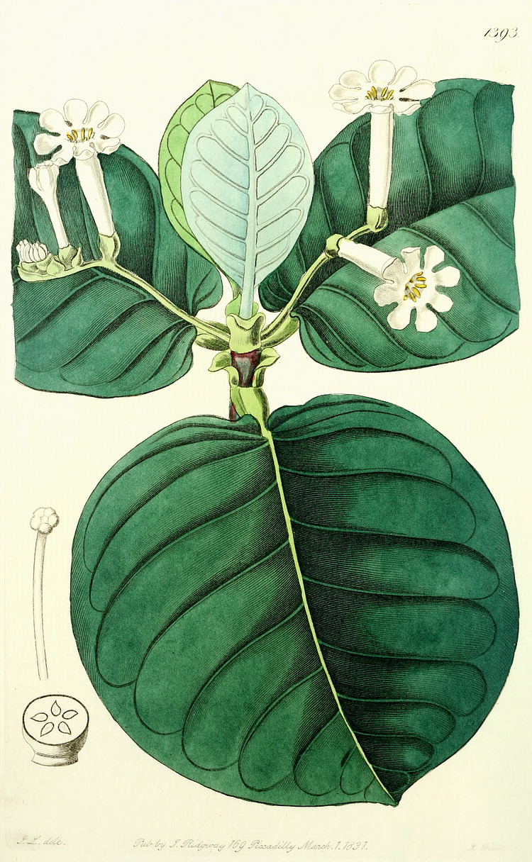 Angiosperm families - Rubiaceae Juss.