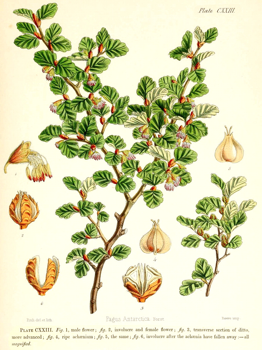 Angiosperm families - Fagaceae Dum.