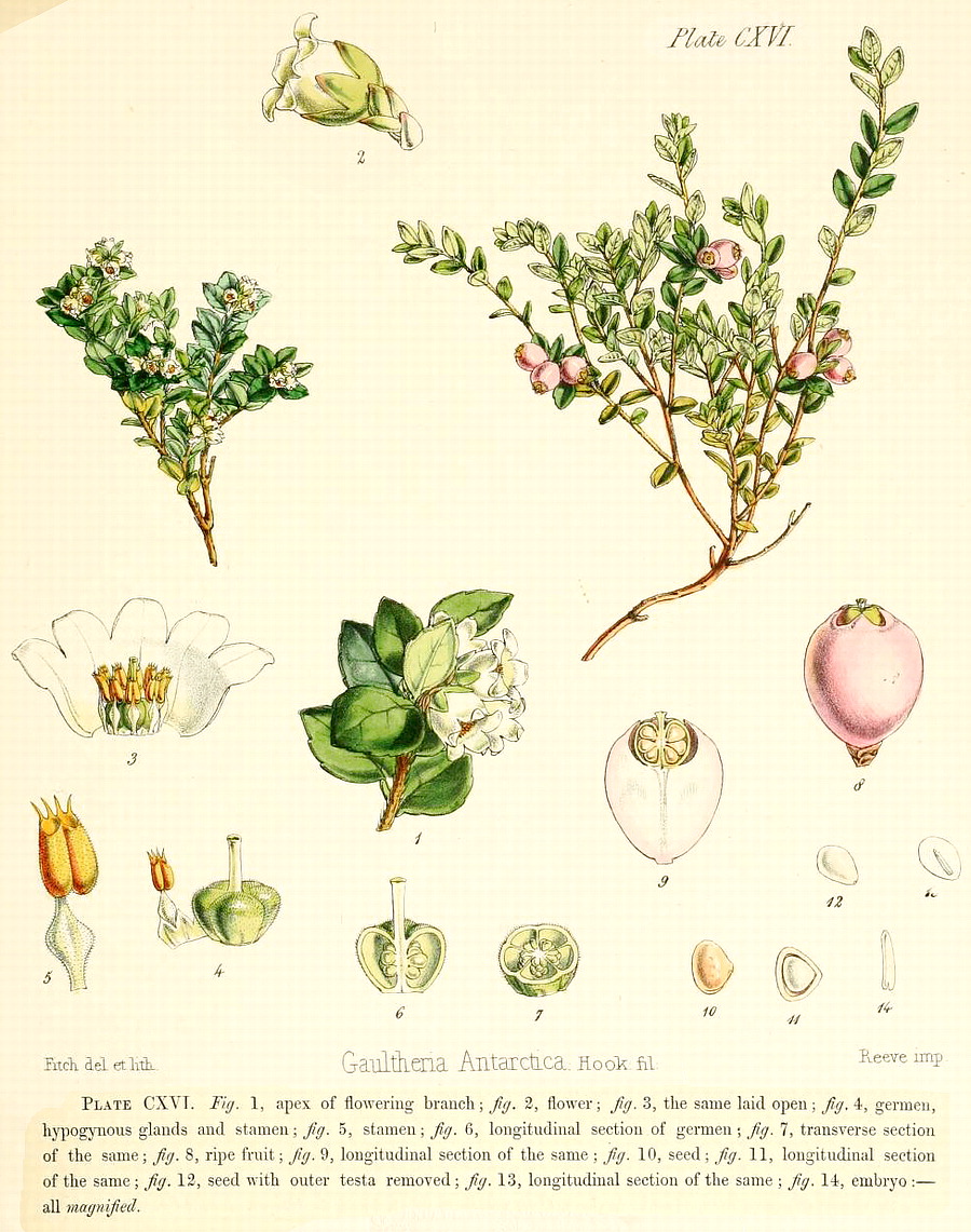 Angiosperm families - Ericaceae Juss.