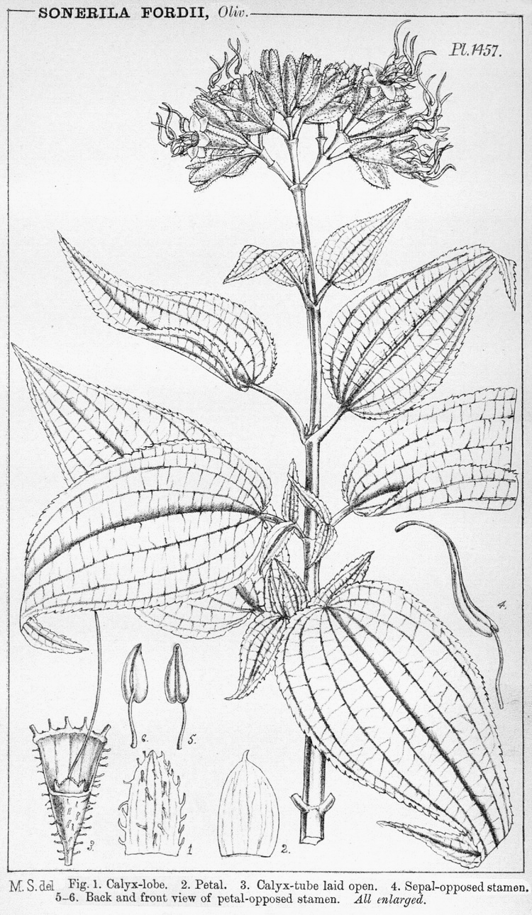 Angiosperm families - Melastomataceae Juss.