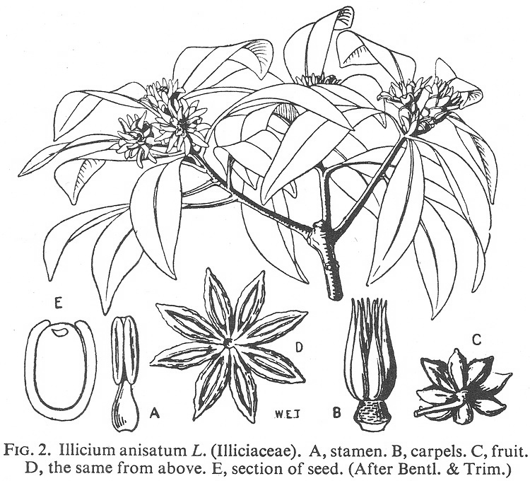 Angiosperm Families Illiciaceae Van Tiegh 
