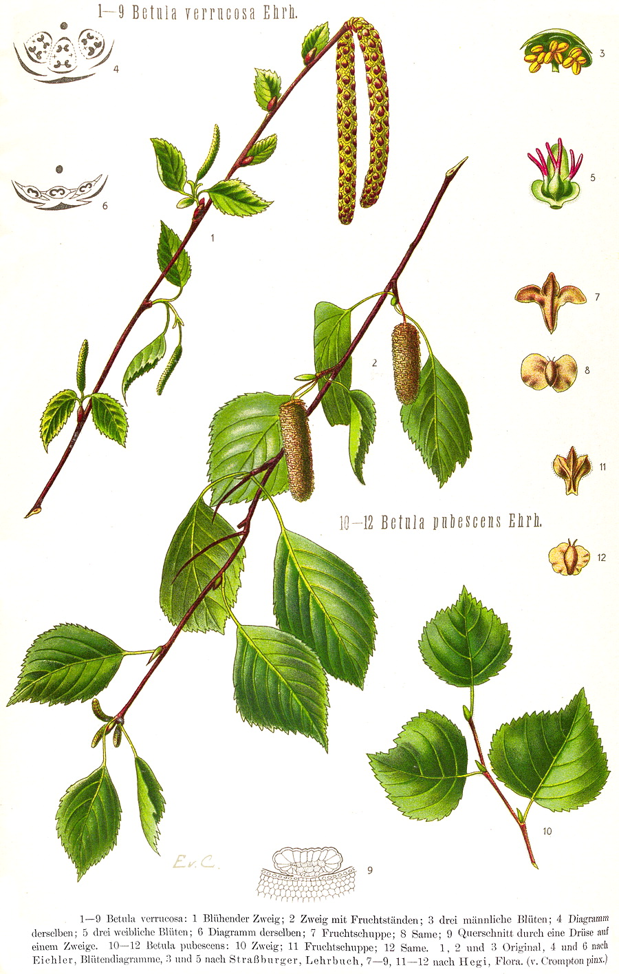 Angiosperm Families Betulaceae S F Gray