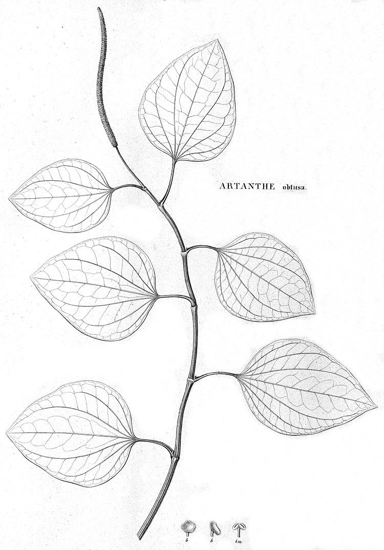 Angiosperm families - Peperomiaceae (Miq.) Wettst.