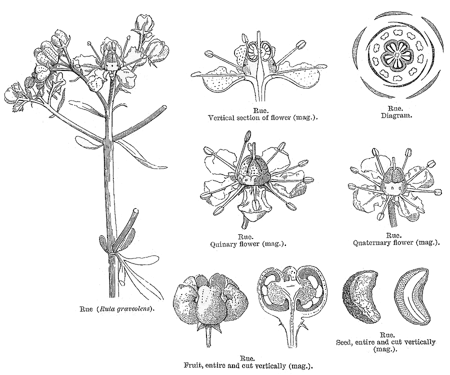 Angiosperm Families Rutaceae Juss Angiosperm Families Rutaceae Juss