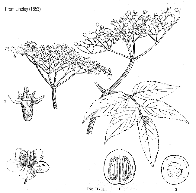 Angiosperm families - Sambucaceae Link.