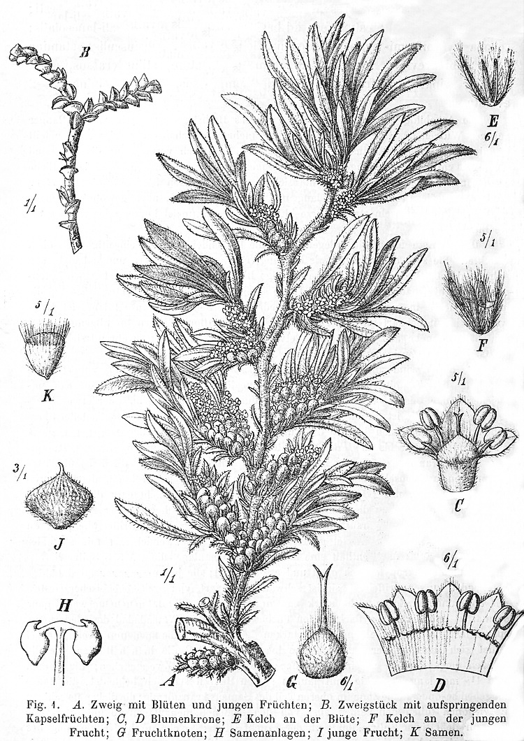 Angiosperm families - Wellstediaceae (Pilger) Novak