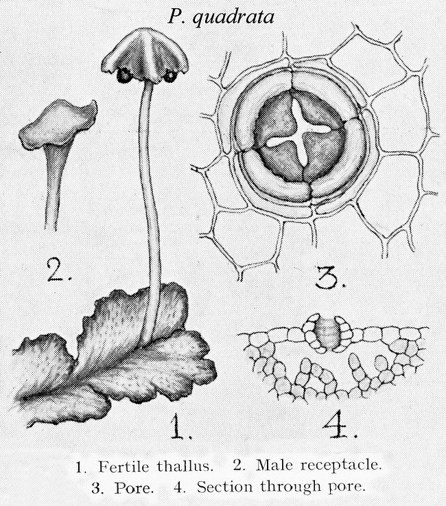 Liverworts of Britain and Ireland Preissia Corda in Opiz