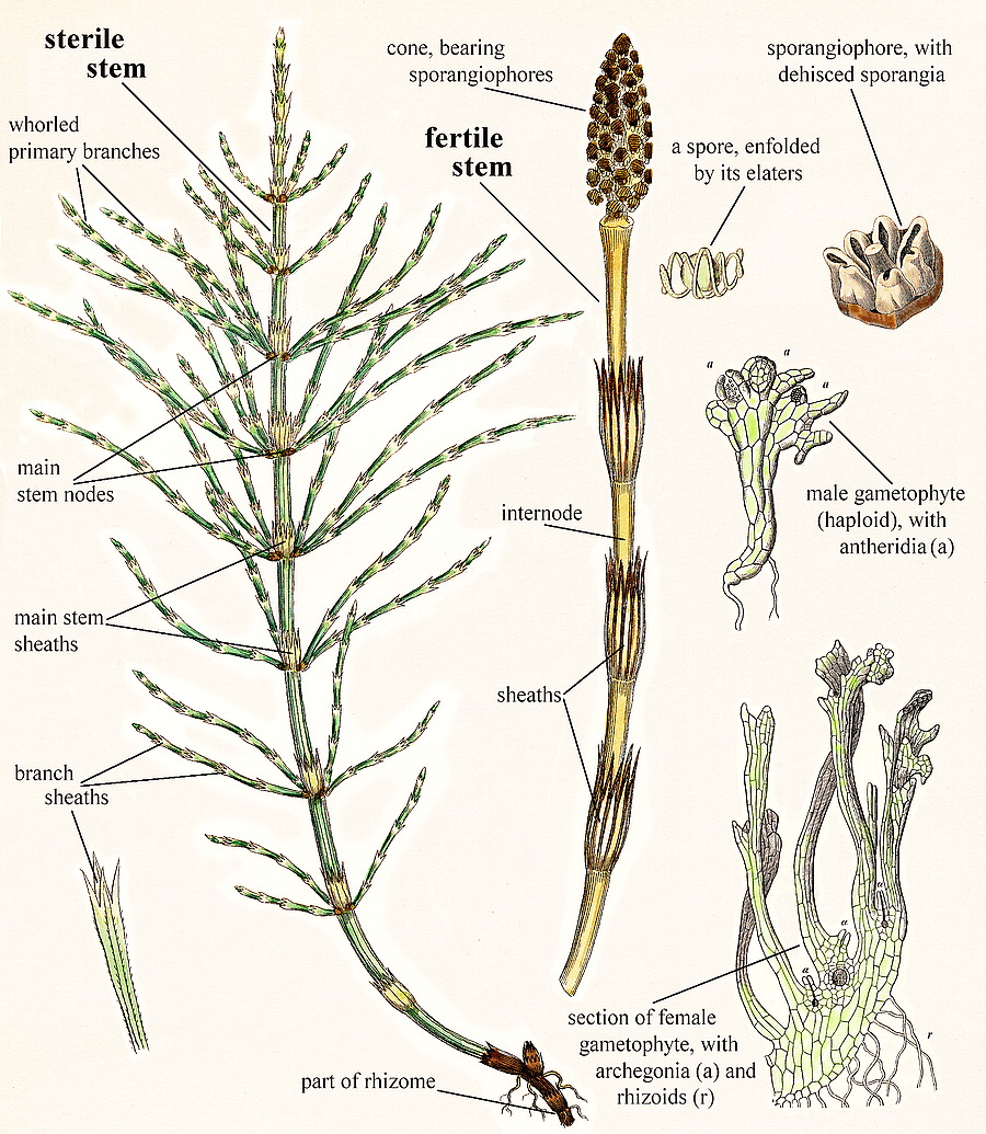 General morphology of Equisetum