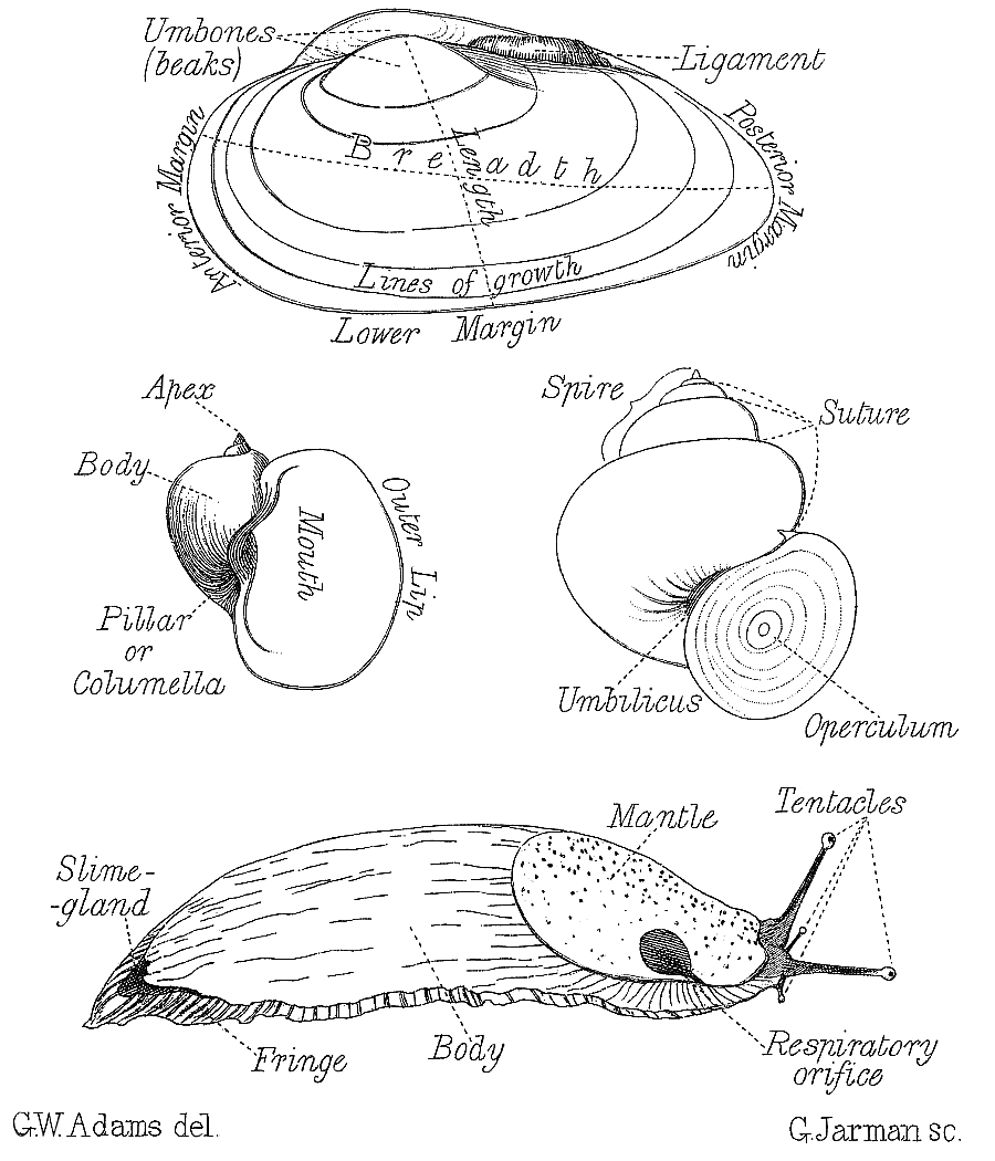 General morphology of slugs, snails and mussels