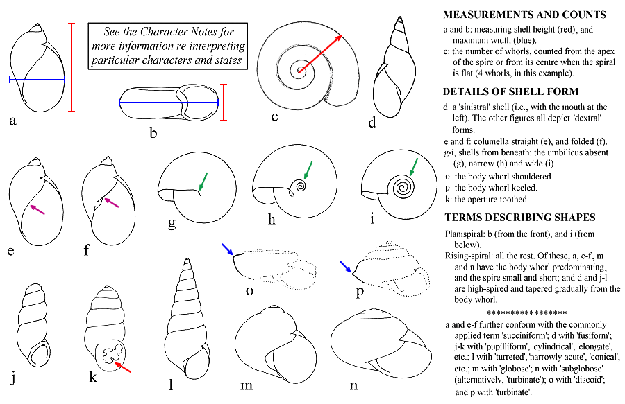Terminology for univalve shells