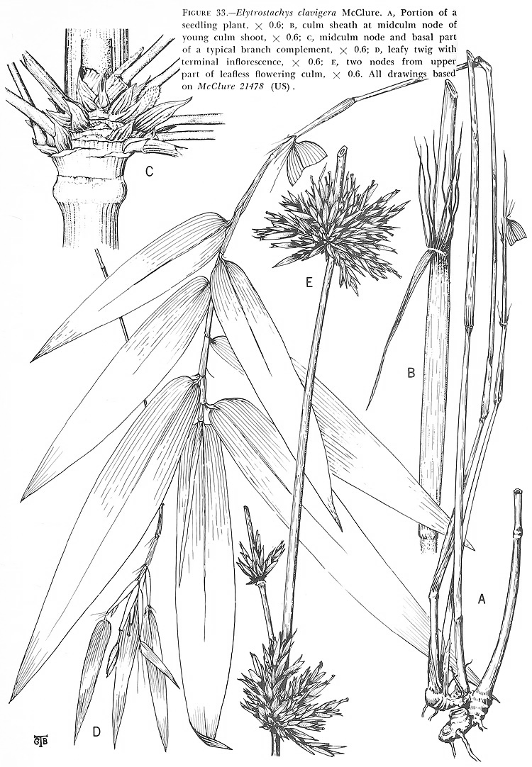 Grass genera of the world - Elytrostachys McClure