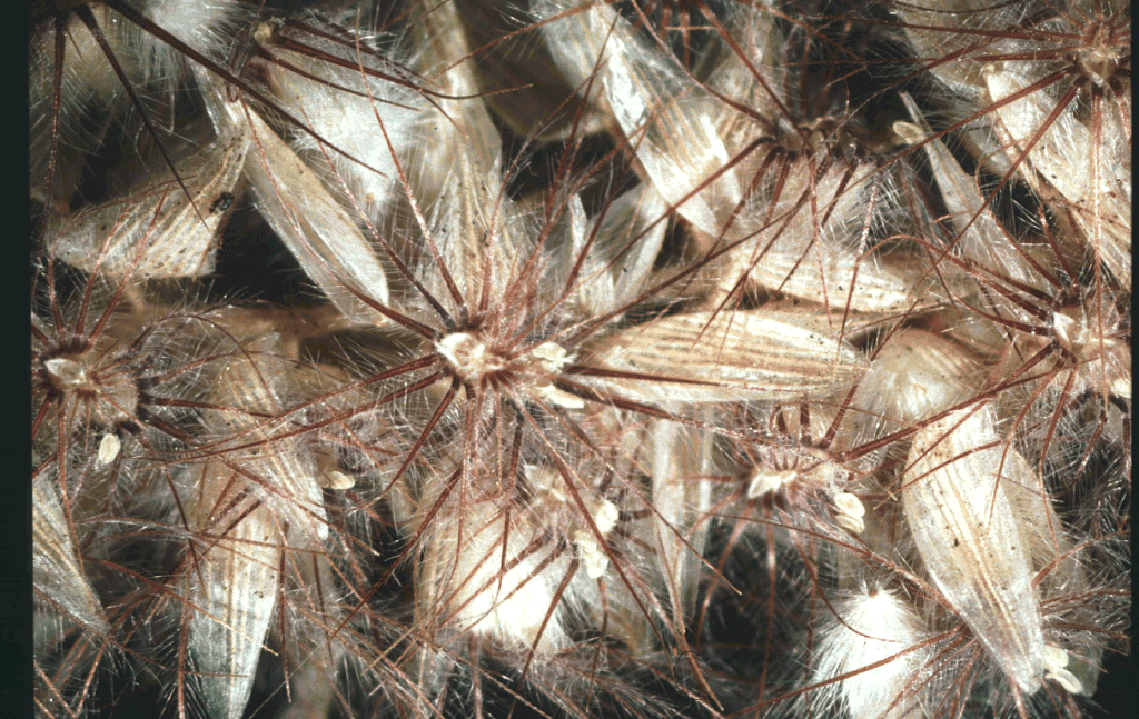 Macro photo of a tiny arrowheads of the foxtail grass. When a do