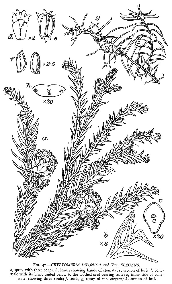 Gymnosperm families - Taxodiaceae