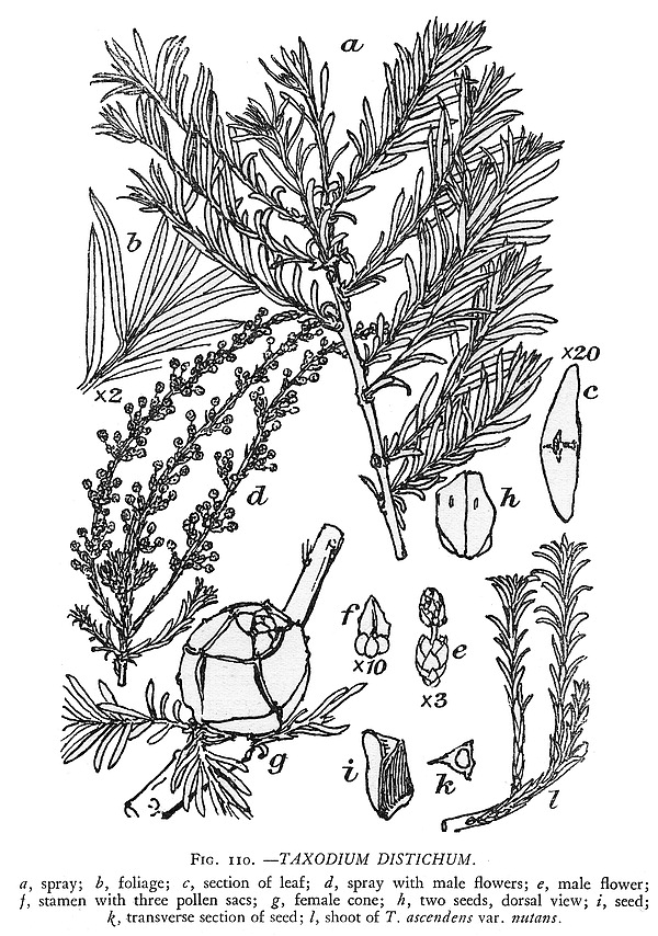 Gymnosperm families - Taxodiaceae