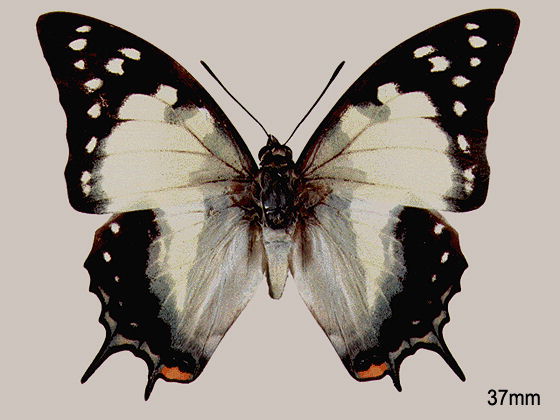 Specimen to be identified