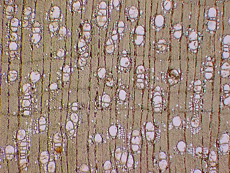 Bois Commerciaux Mezilaurus Spp Itauba 
