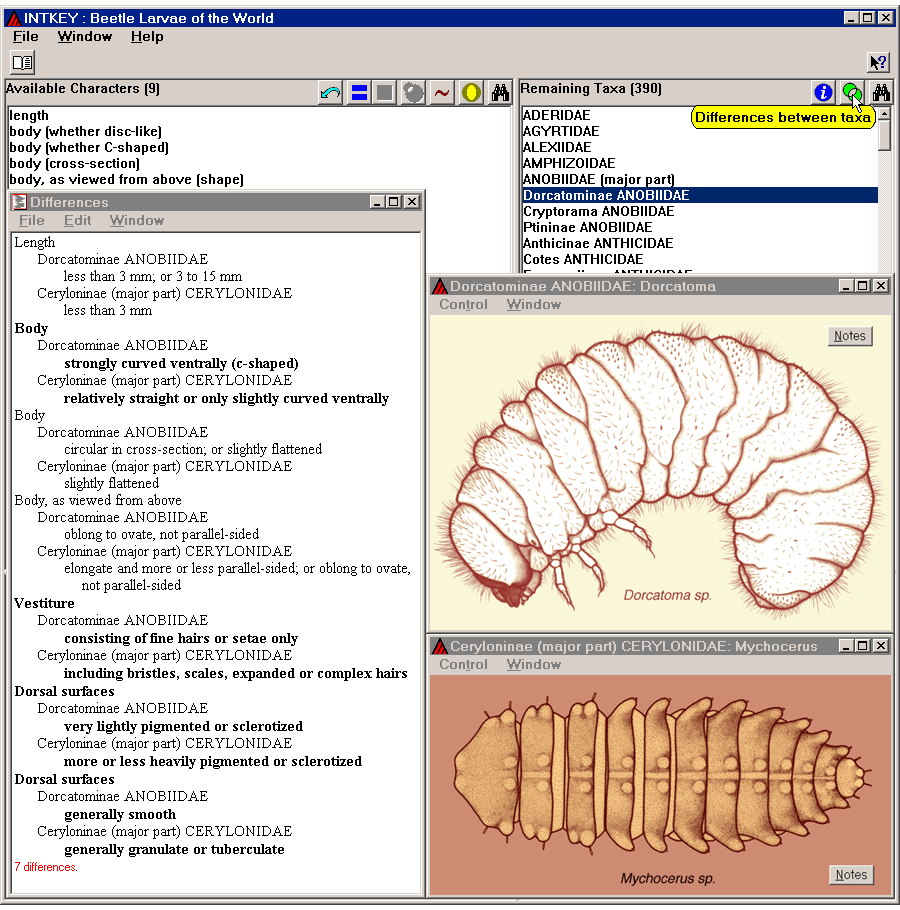 Some differences between the tribe Dorcatominae and part of the tribe Ceryloninae