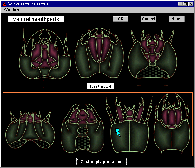 id04 - character illustration for 'ventral mouthparts (whether protracted)'