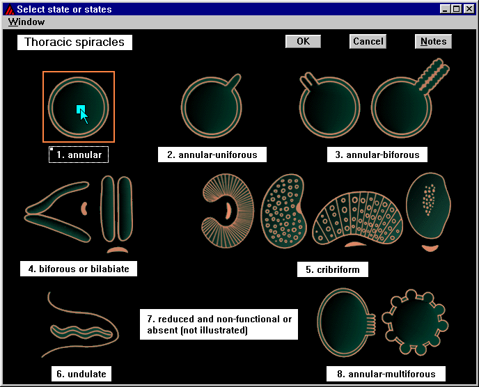 id08 - character illustration for 'thoracic spiracles (type)'