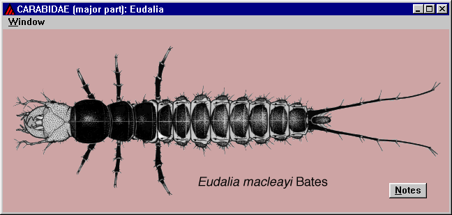 id11 - taxon illustration for 'CARABIDAE (major part)'