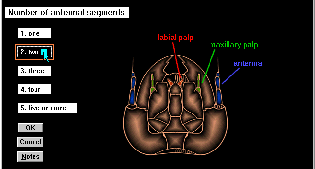id17 - character illustration for 'number of antennal segments'