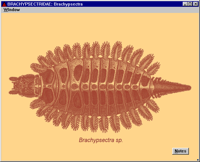 id22 - taxon illustration for 'BRACHYPSECTRIDAE'