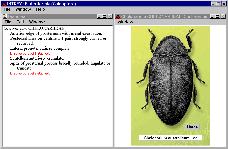 Intkey - diagnostic description and taxon image